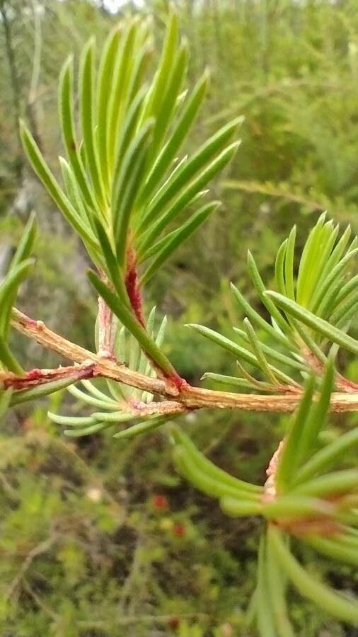 Darwinia fascicularis — related species from the same genus