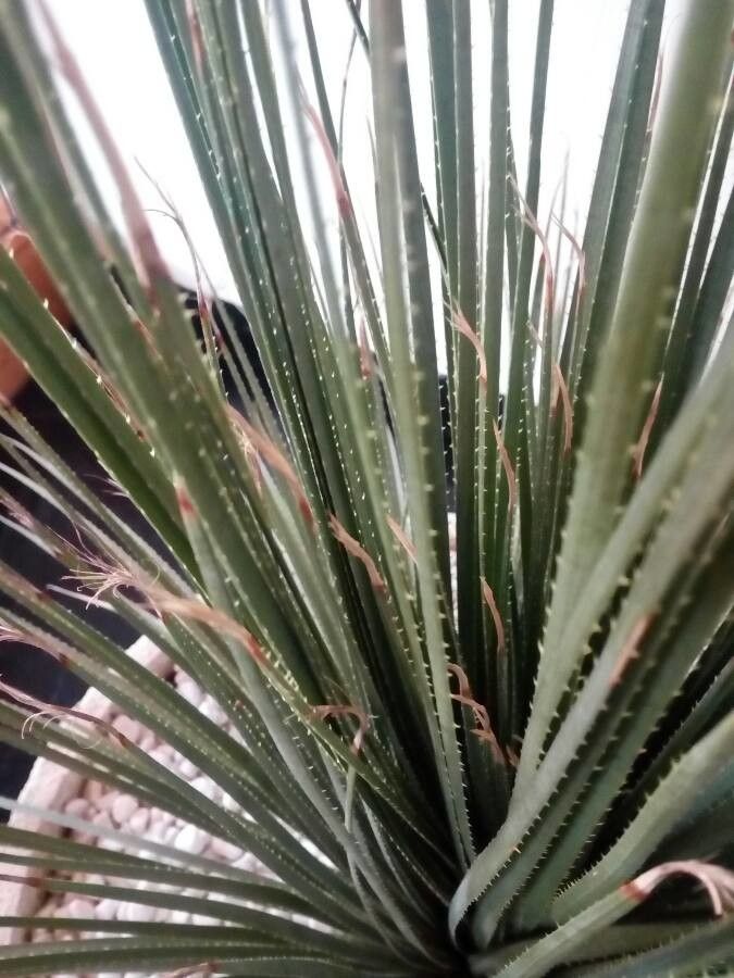 Dasylirion serratifolium — search result for 'Asparagaceae'