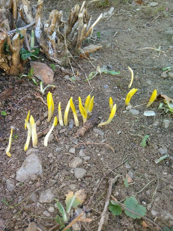 Sternbergia colchiciflora — search result for 'Syria'