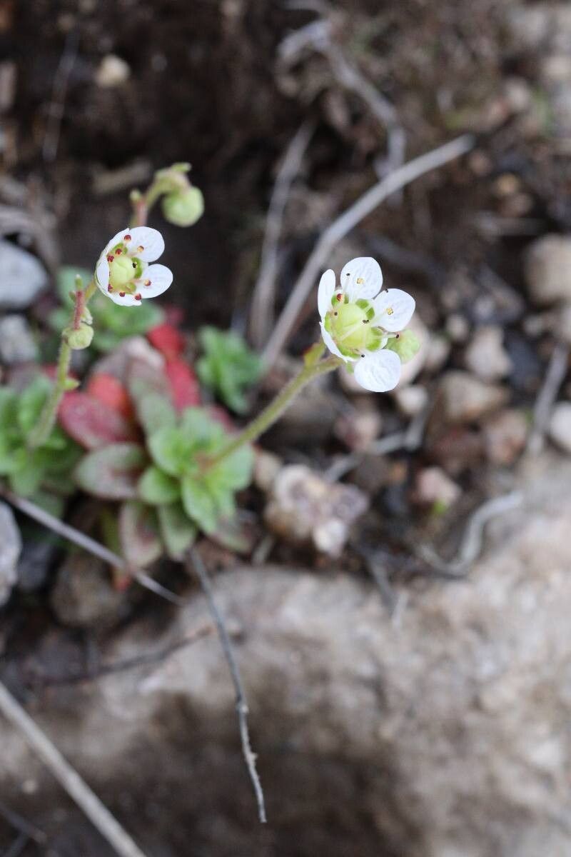 Micranthes merkii — houseplant care guide