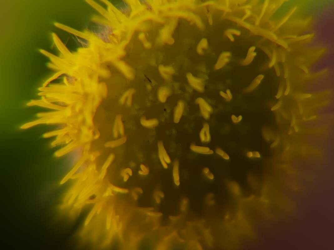 Blumea lacera flower