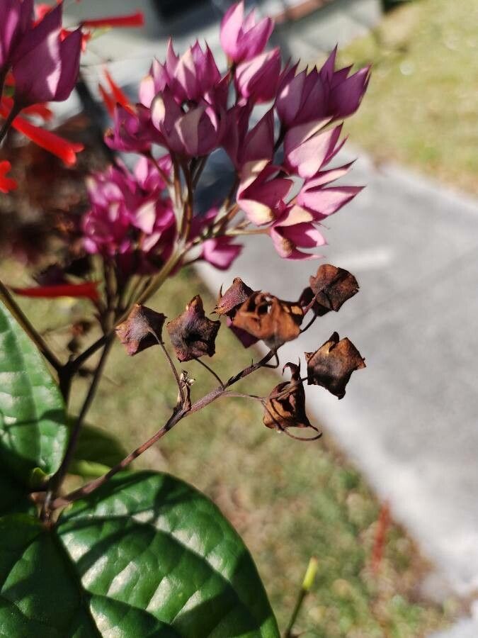 Allium peninsulare fruit
