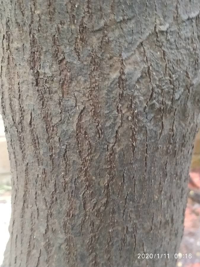 Garcinia indica bark