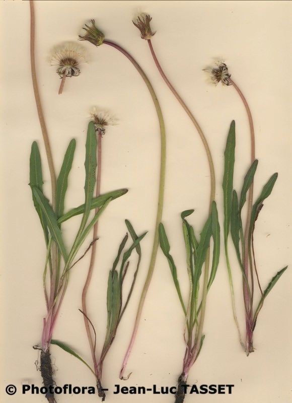 Taraxacum flos-lacus habit