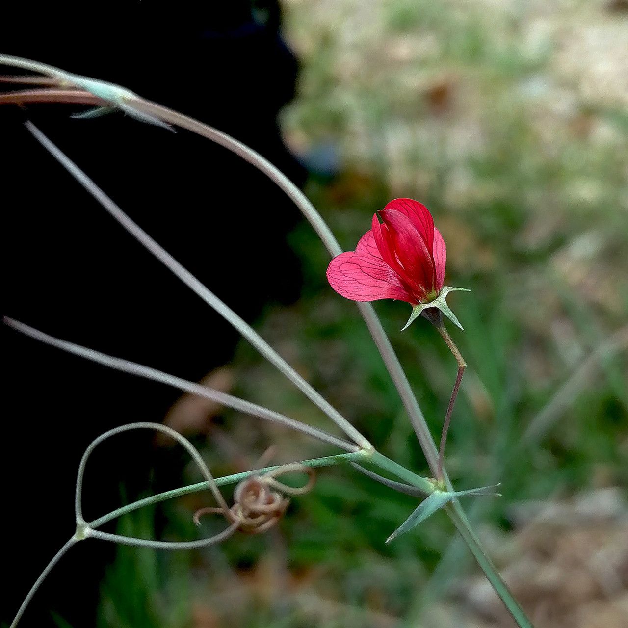 Lathyrus setifolius — search result for 'Lathyrus'