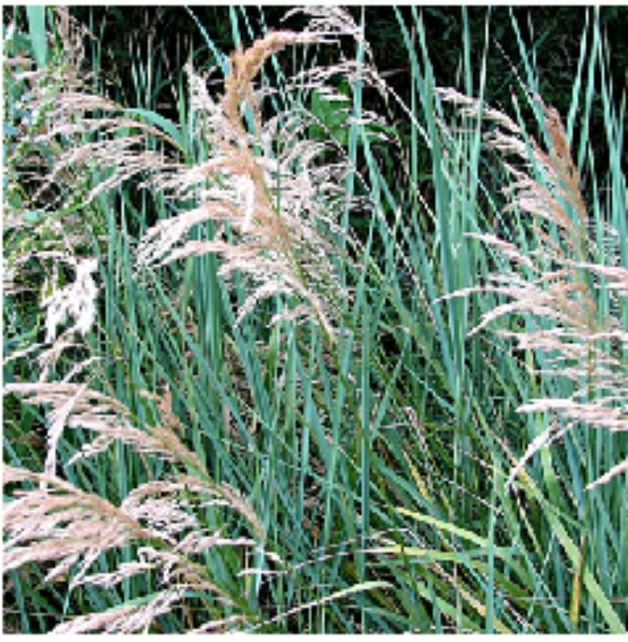 Calamagrostis pseudophragmites — search result for 'Calamagrostis'
