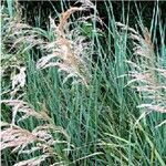 Calamagrostis pseudophragmites