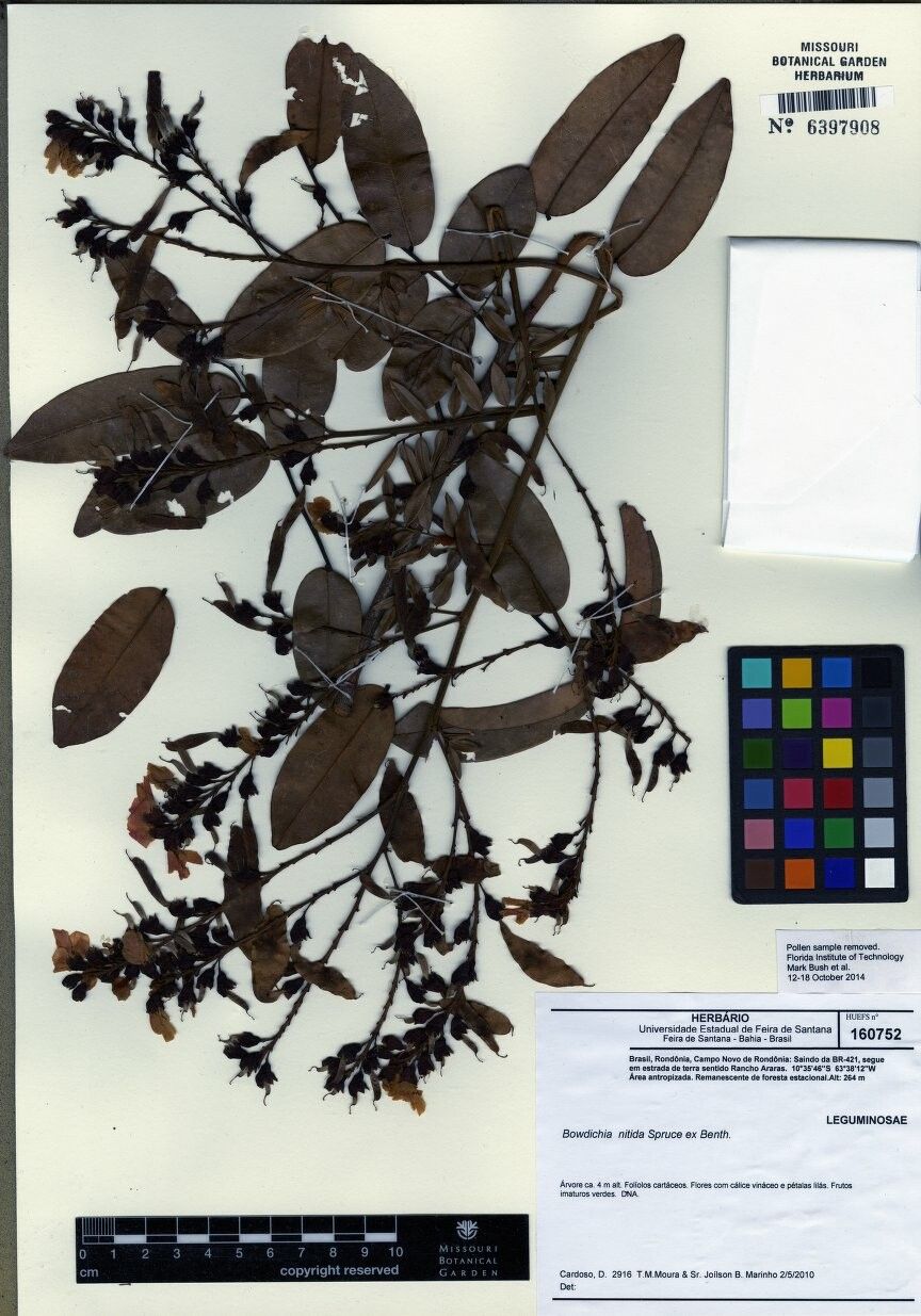 Bowdichia nitida — related species from the same genus