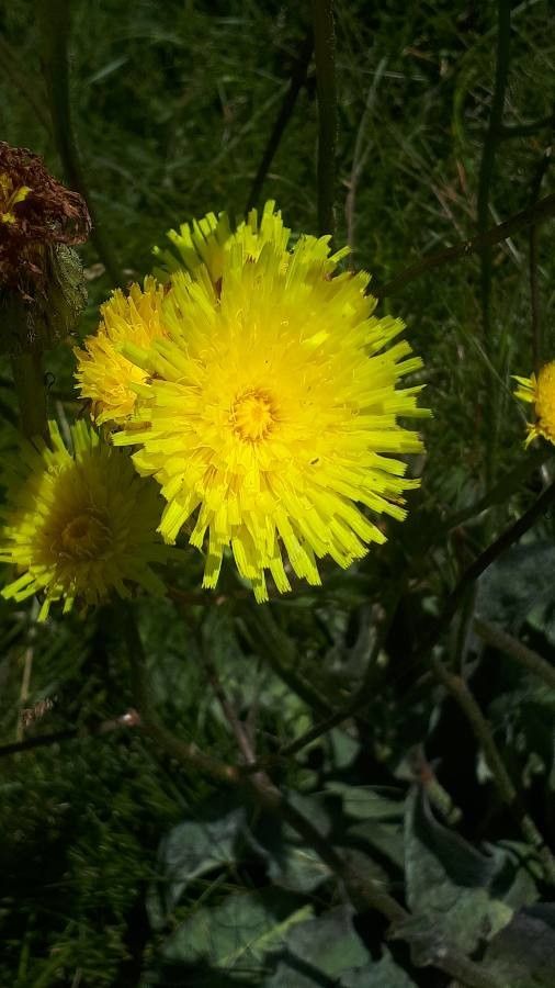 Hypochaeris maculata flower