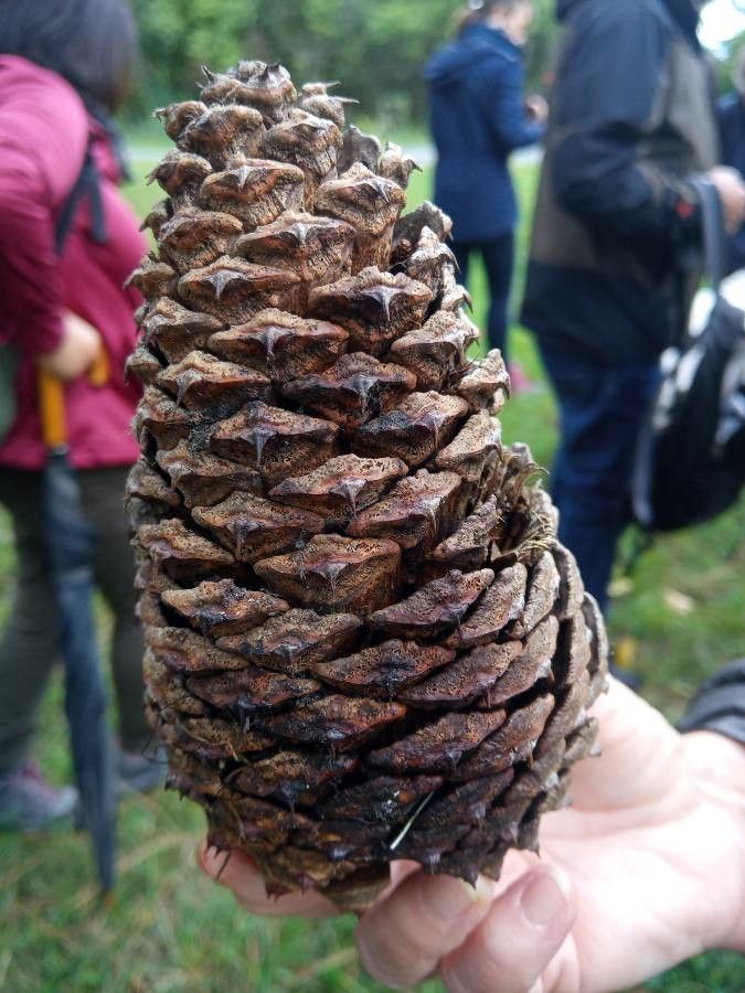 Pinus jeffreyi fruit