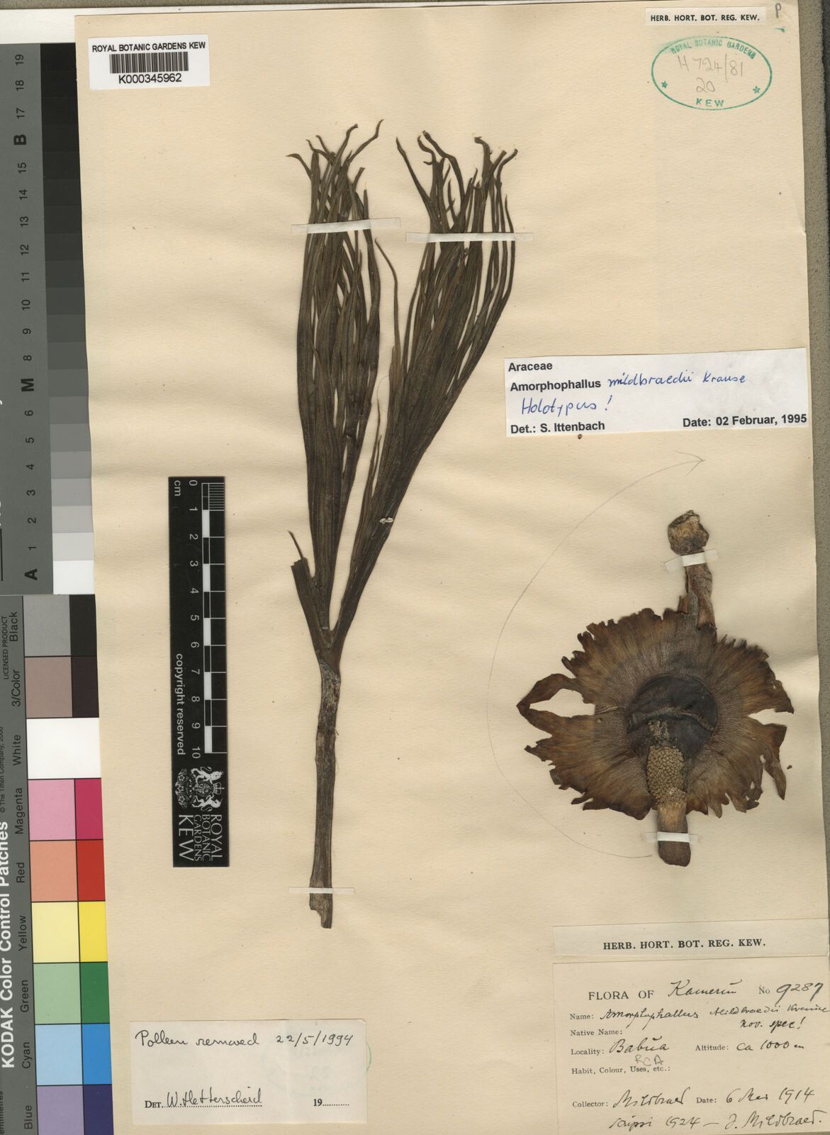 Amorphophallus mildbraedii — search result for 'Amorphophallus'
