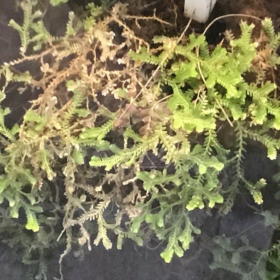 Arachniodes simplicior — search result for 'India and China'