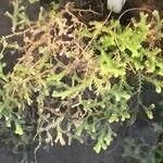 Arachniodes simplicior