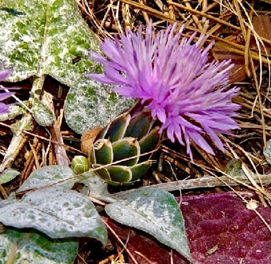 Centaurea aegialophila flower