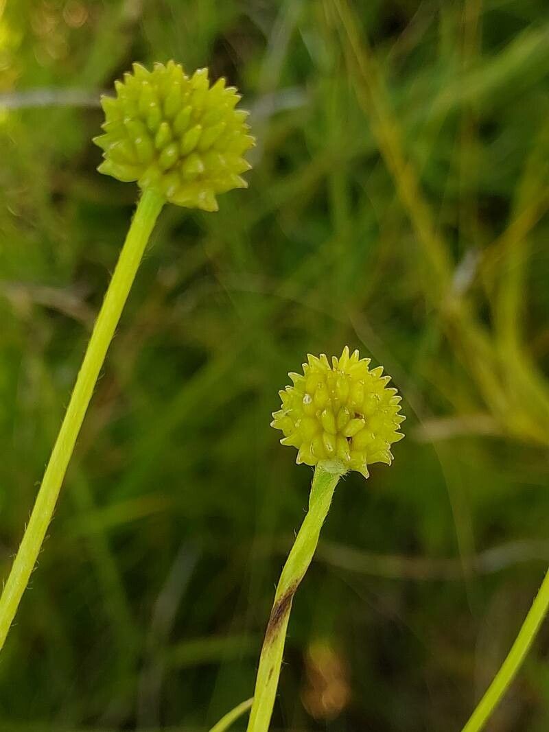 Ranunculus lingua fruit