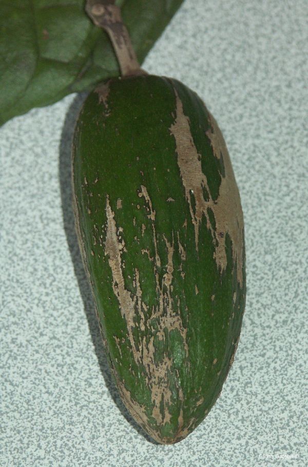 Parsonsia macrophylla other