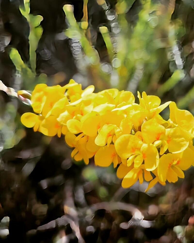 Pultenaea glabra — related species from the same genus