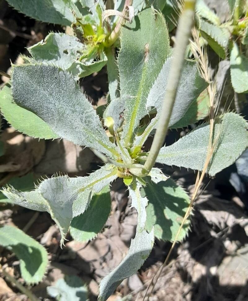 Haplopappus macrocephalus leaf