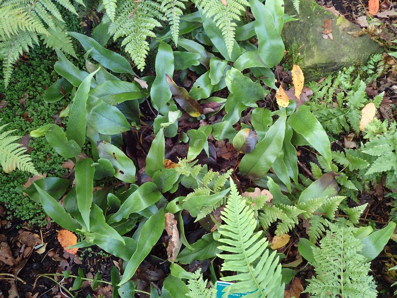 Pyrrosia lingua habit