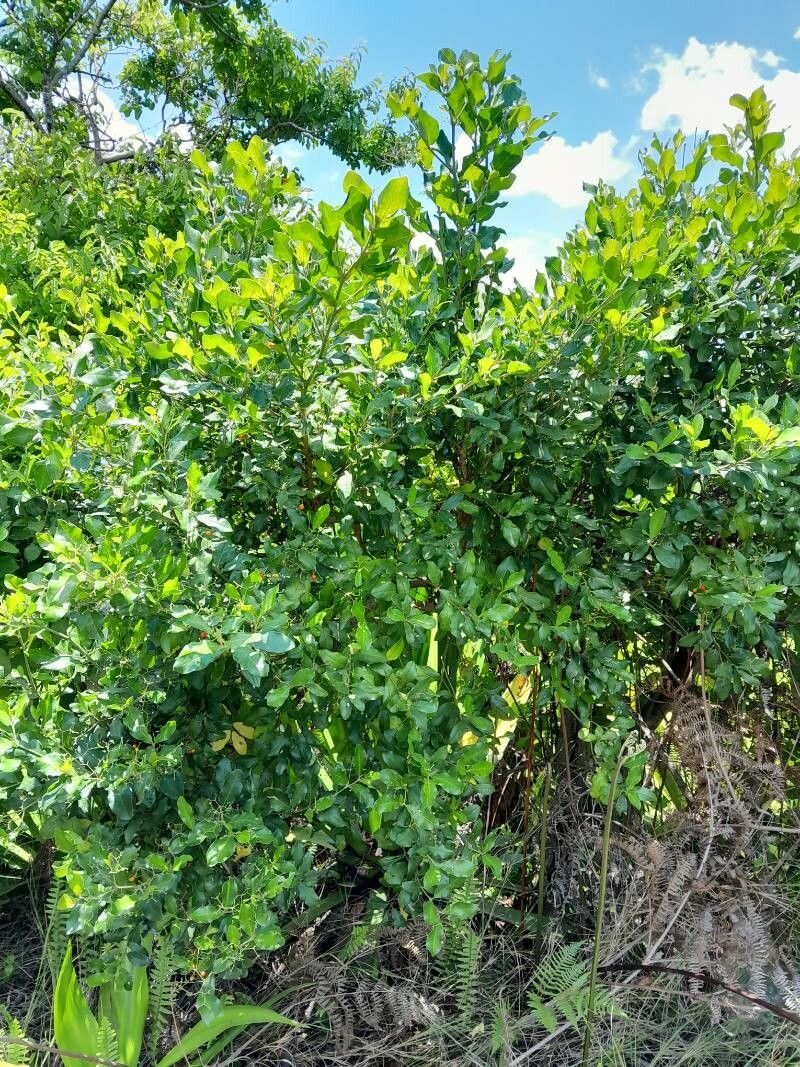 Cassinopsis madagascariensis habit