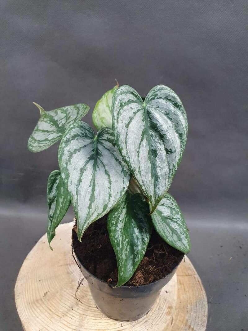 Philodendron brandtianum — search result for 'Bolivia'