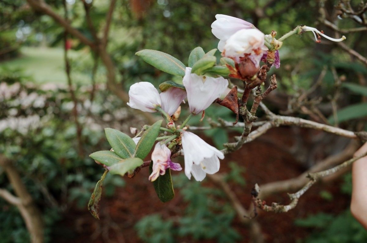 Rhododendron selense flower