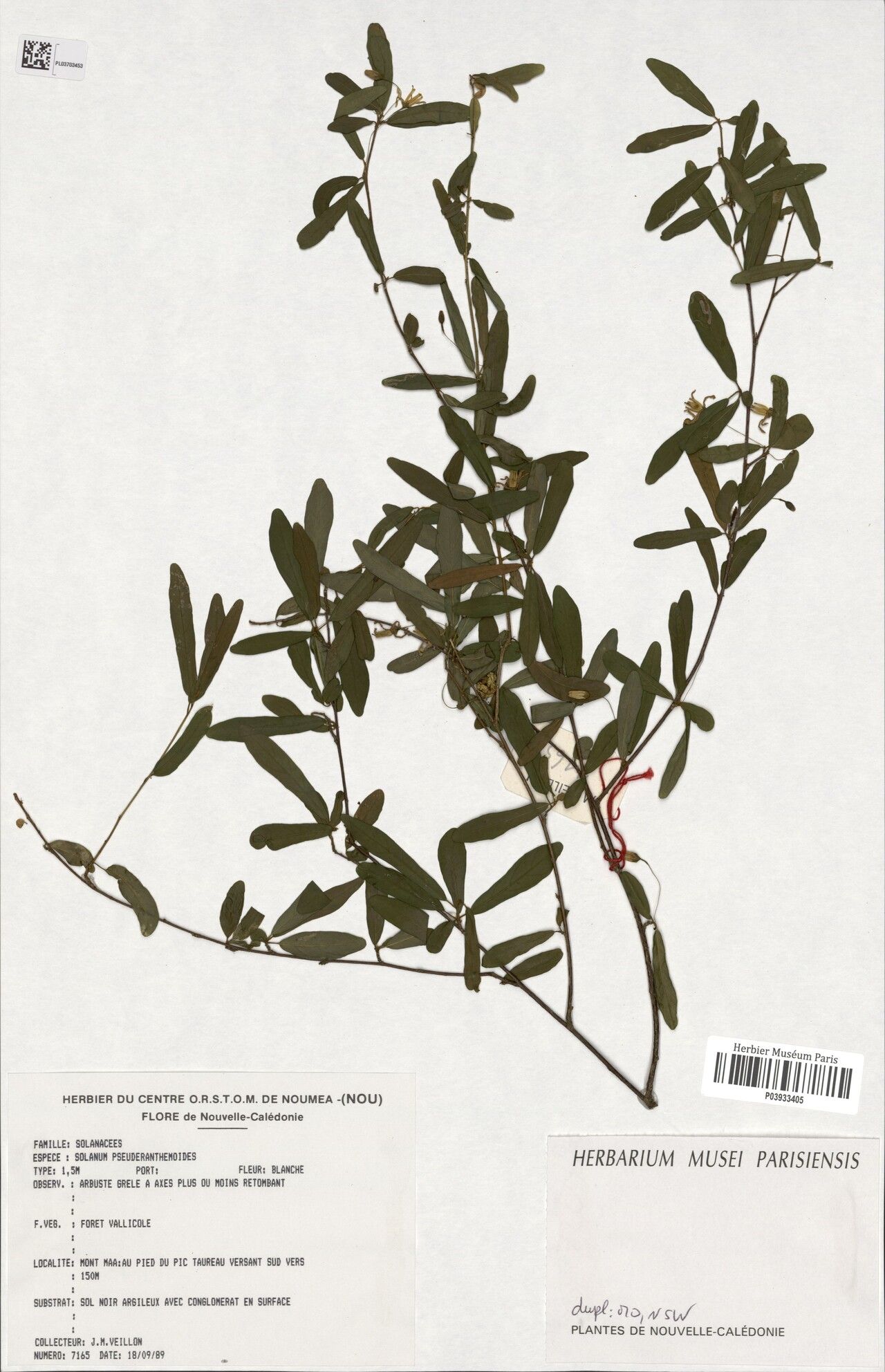 Solanum pseuderanthemoides — houseplant care guide