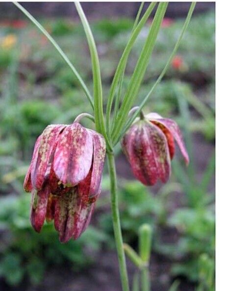 Fritillaria ferganensis — houseplant care guide