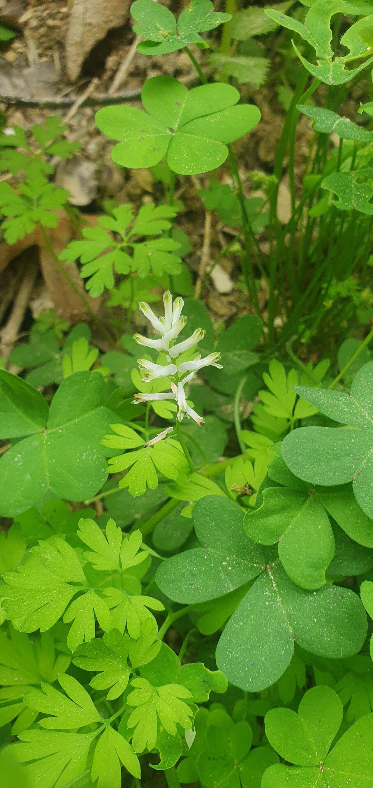 Fumaria judaica — search result for 'Fumaria'