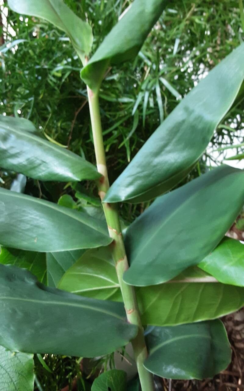 Hedychium gardnerianum leaf