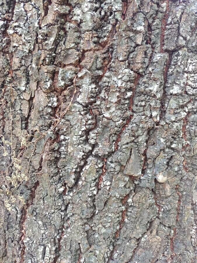 Cariniana legalis bark
