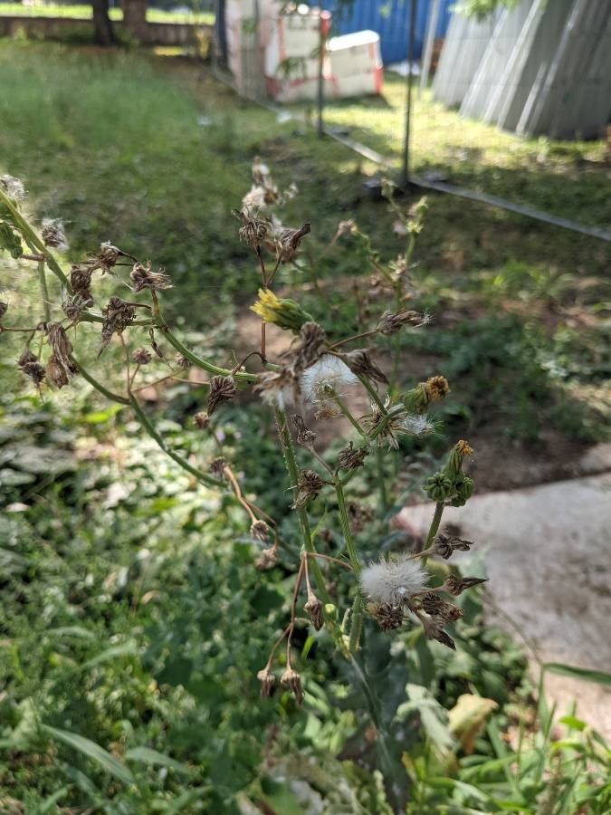 Sonchus palustris fruit