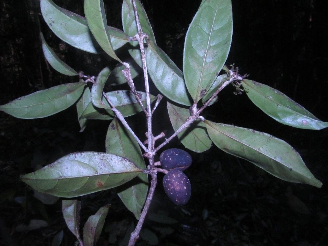 Noronhia decaryana — search result for 'Noronhia'