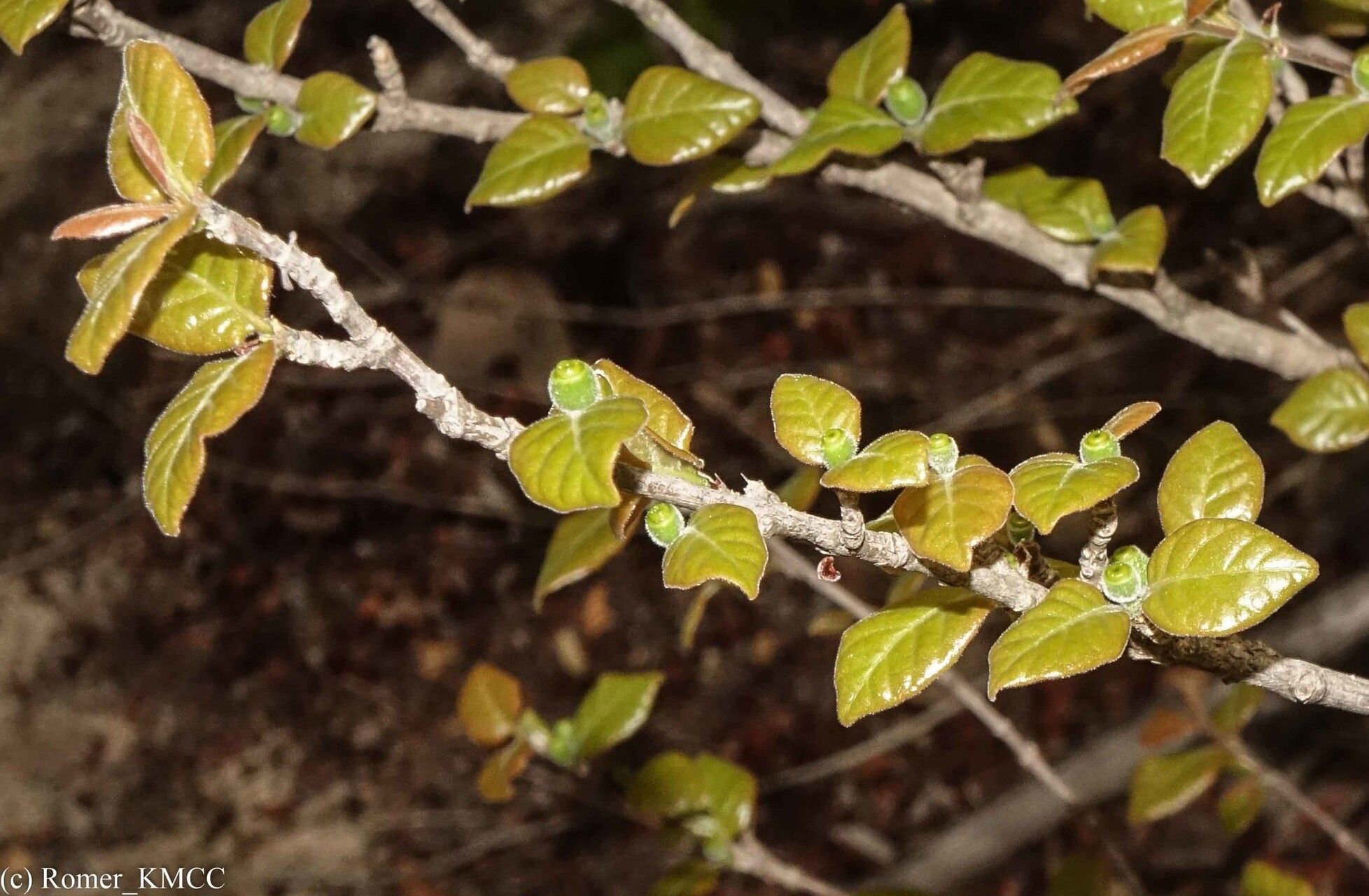 Coffea bissetiae leaf