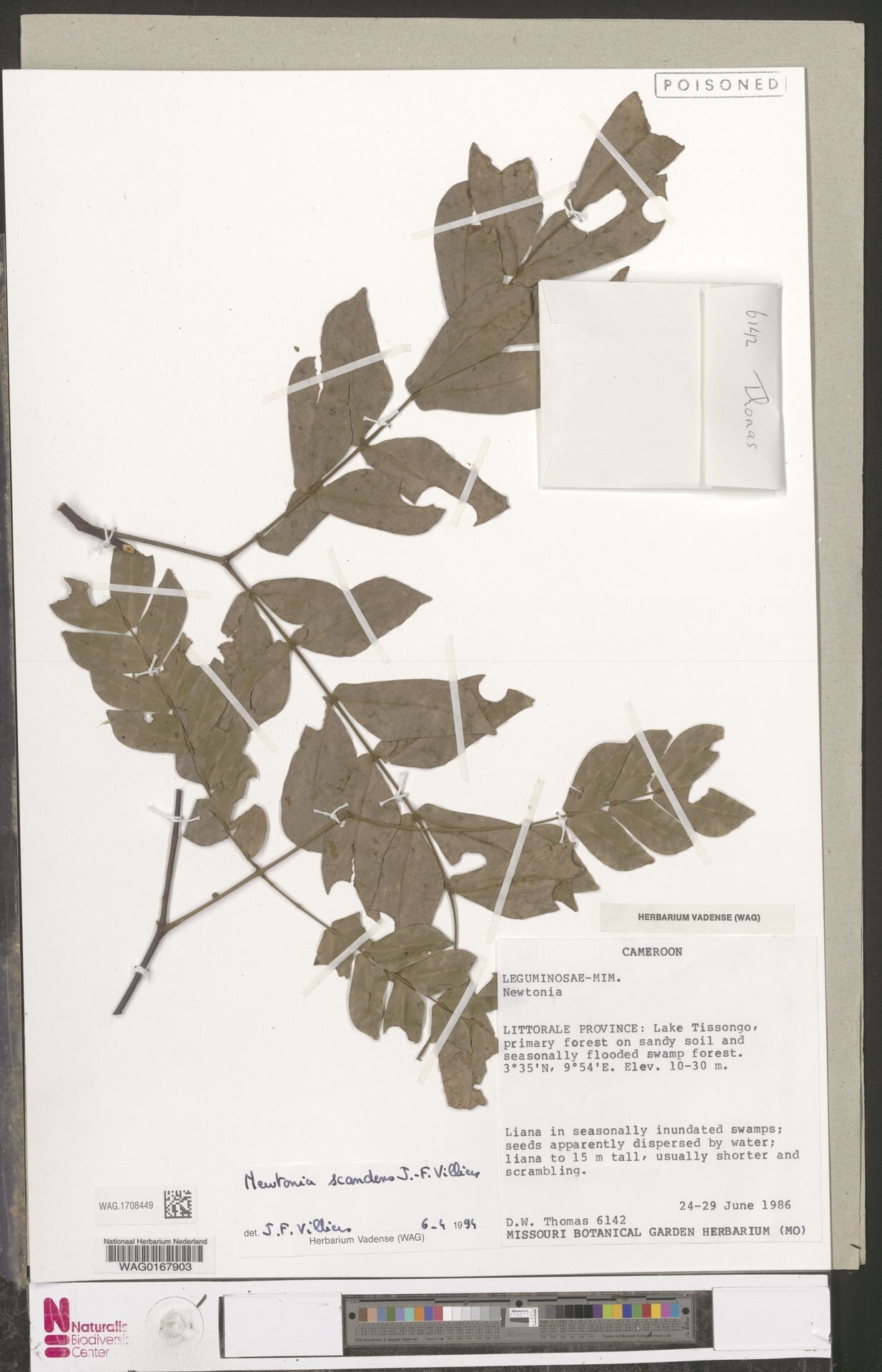 Newtonia scandens — houseplant care guide
