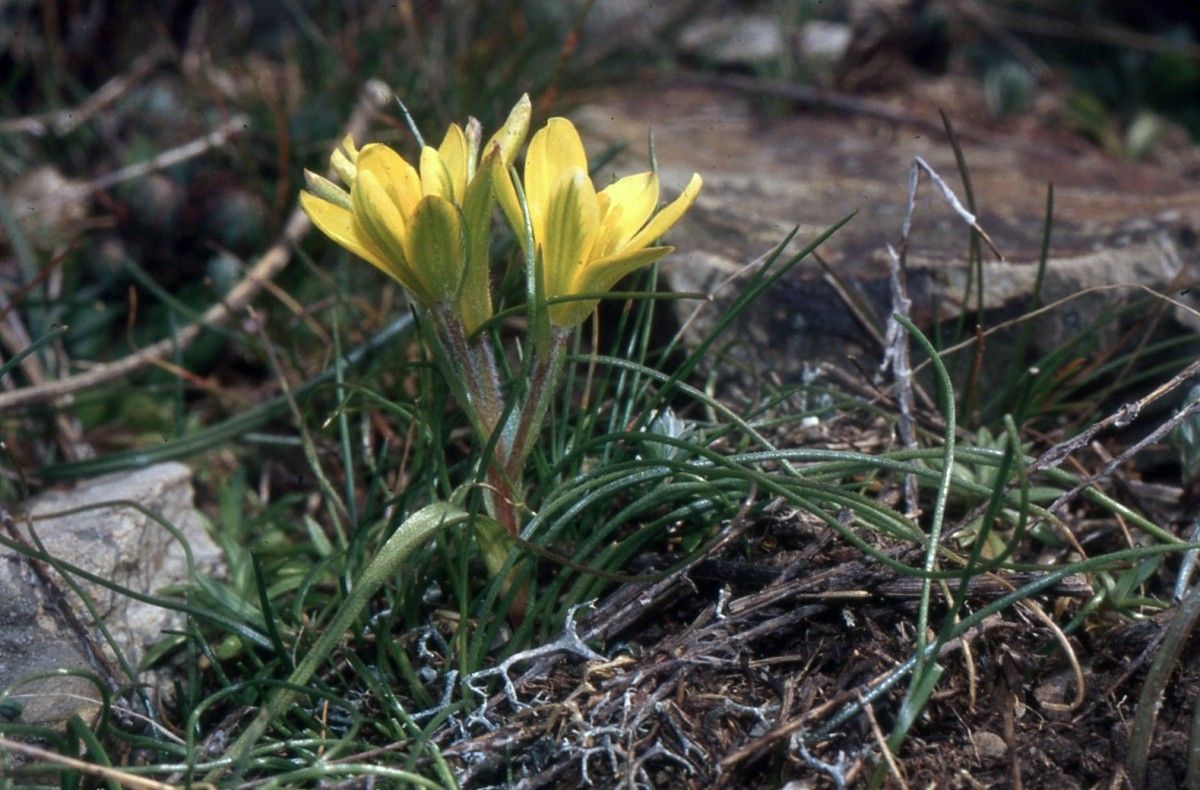 Gagea granatellii — search result for 'Libya'