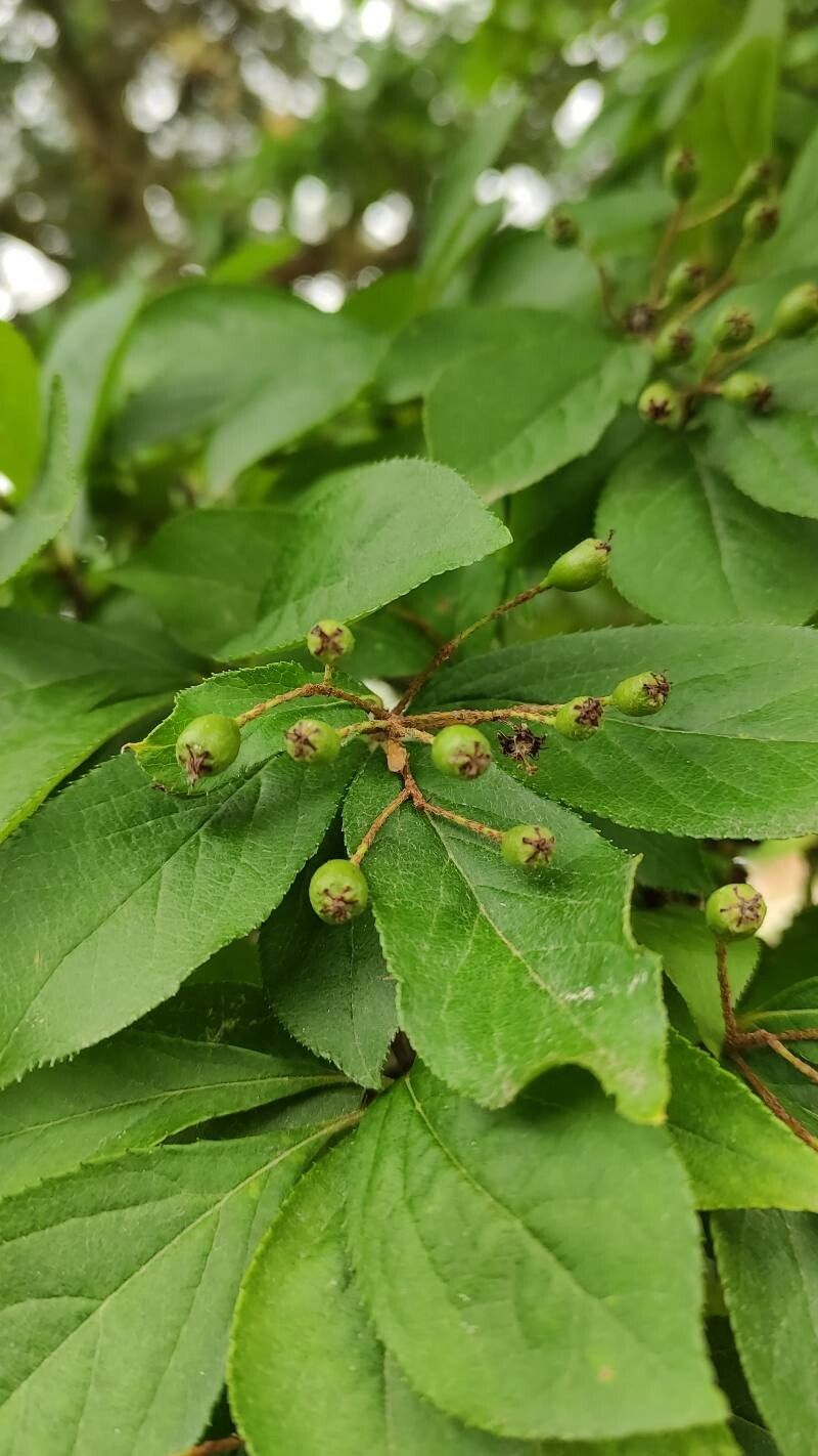Photinia villosa fruit
