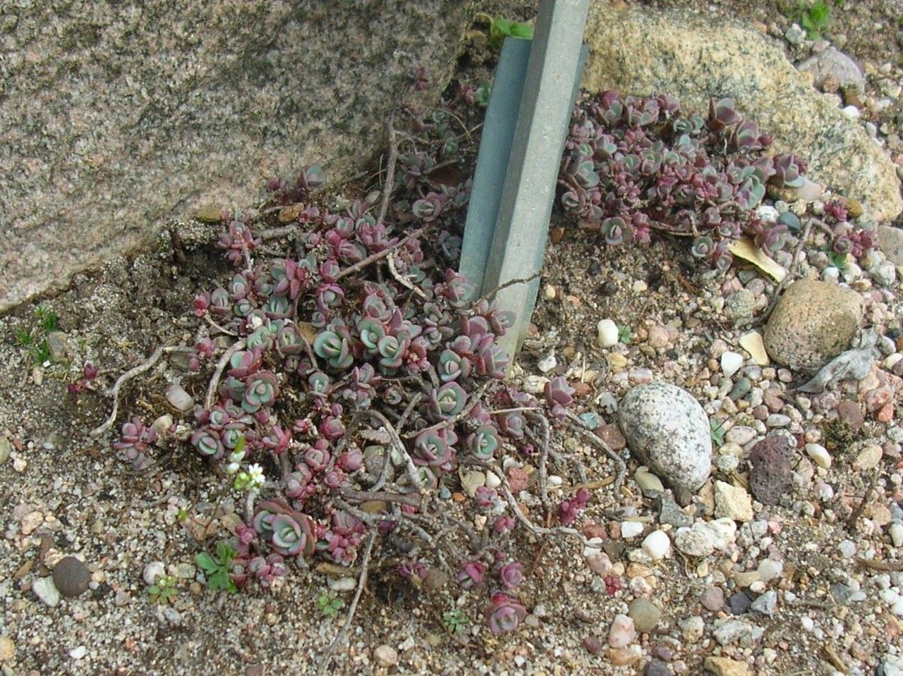 Sedum cyaneum habit