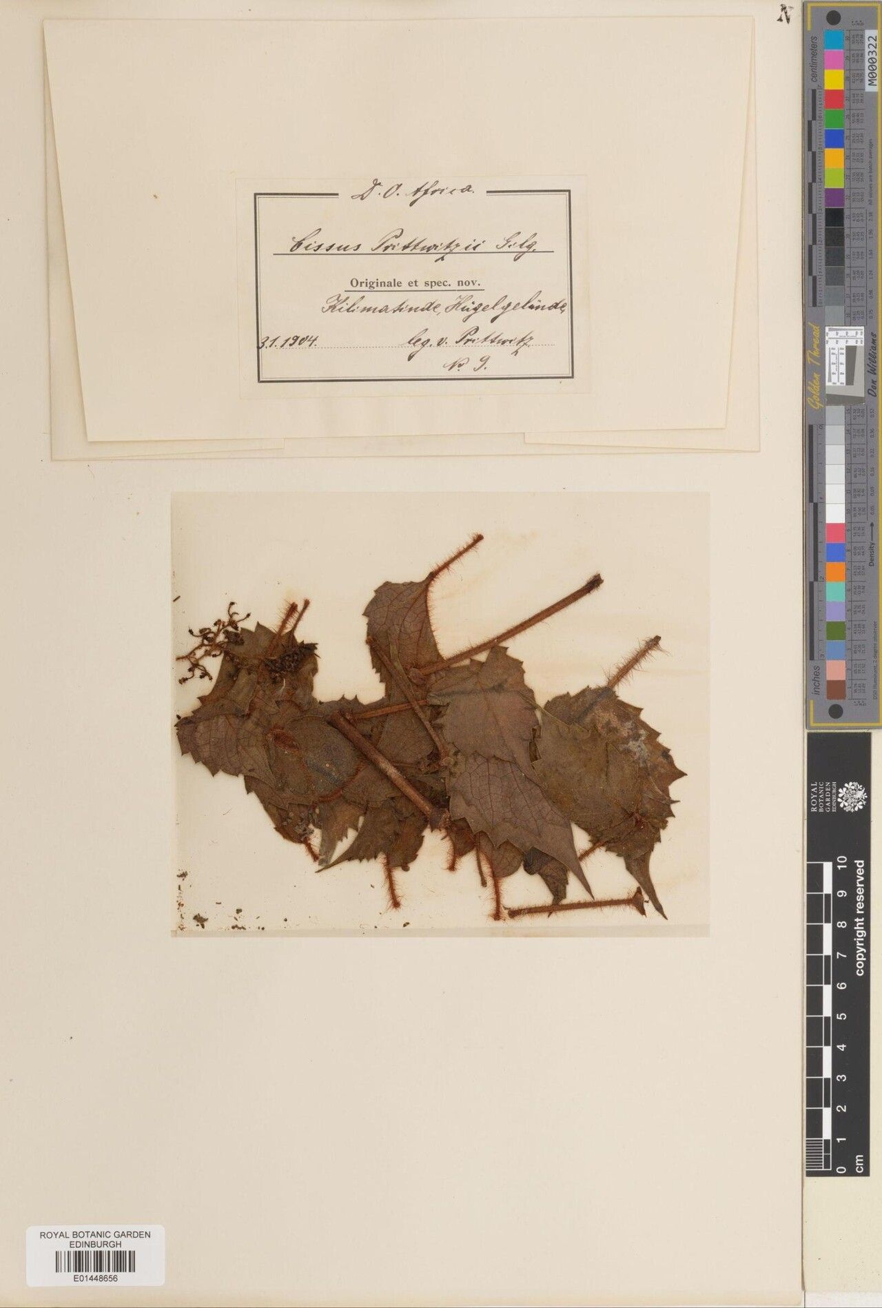 Cyphostemma passargei — houseplant care guide