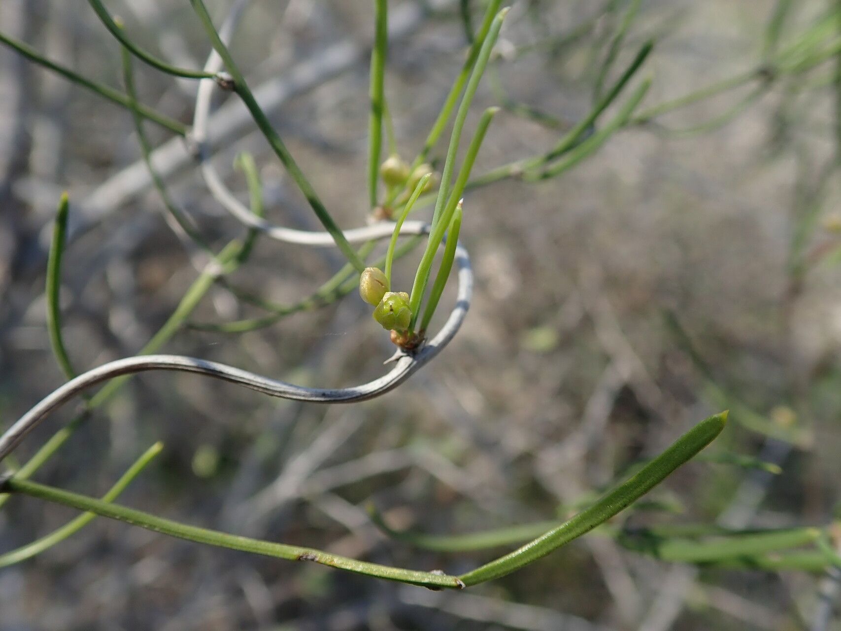 Asparagus calcicola flower