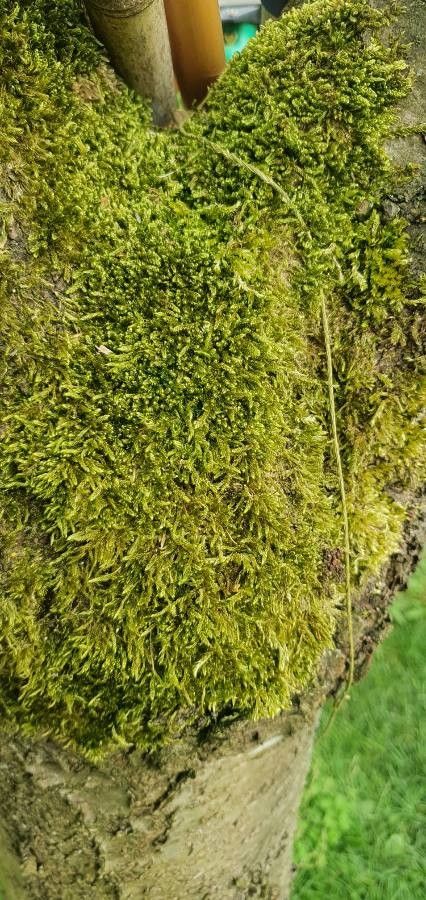 Lycopodiella cernua flower