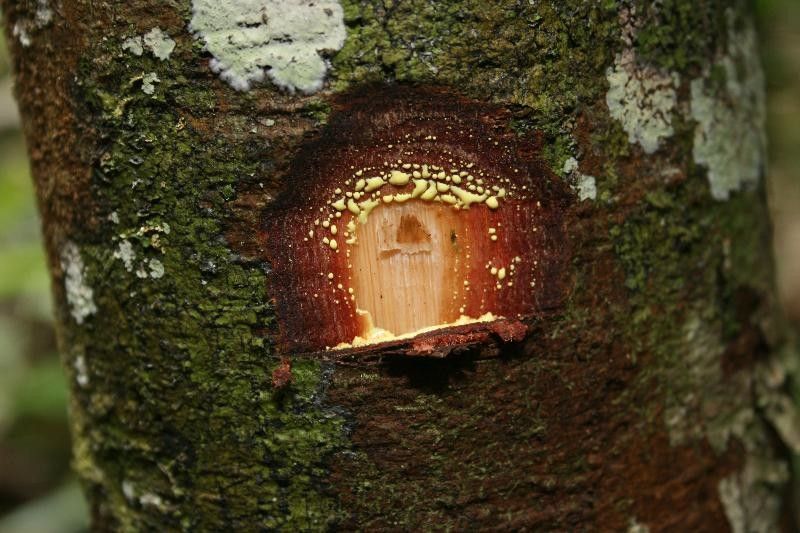 Garcinia benthamiana other