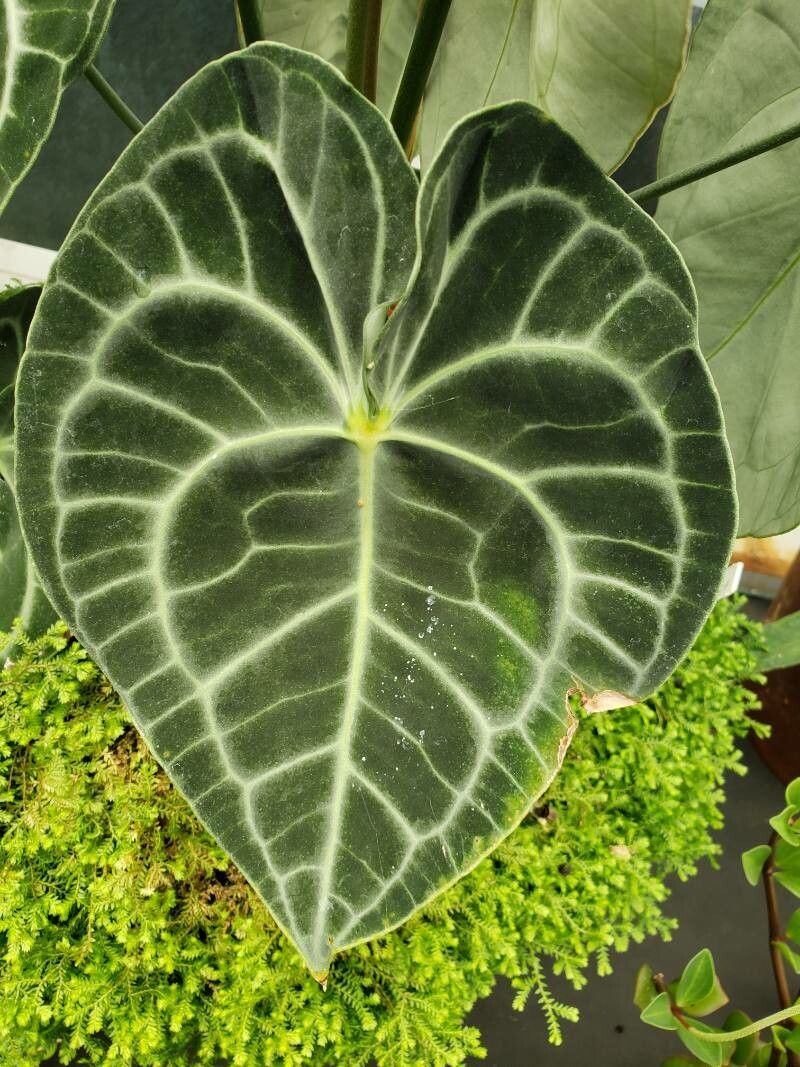 Anthurium clarinervium