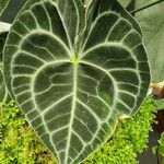 Anthurium clarinervium
