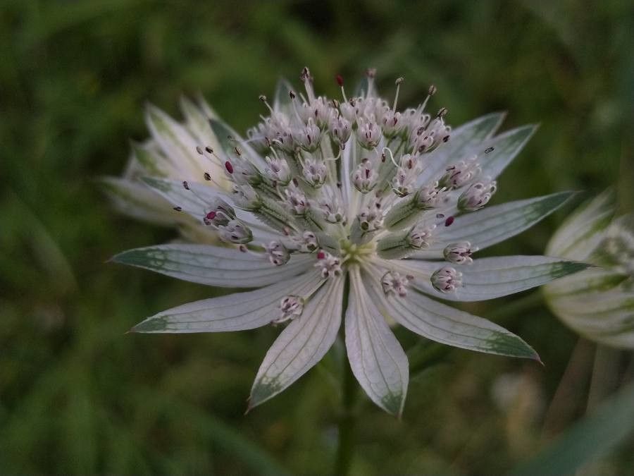 Astrantia minor leaf