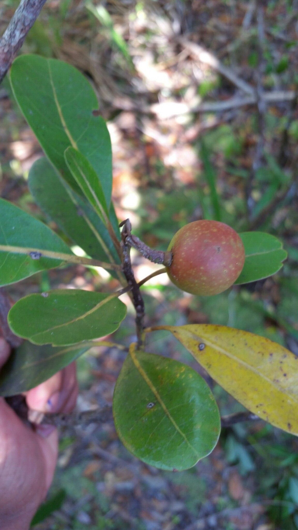 Beilschmiedia madagascariensis fruit