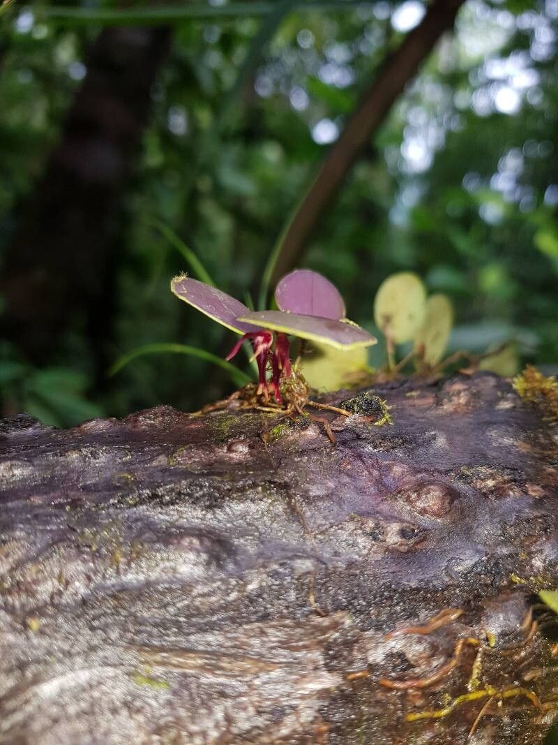 Trichosalpinx caudata — related species from the same genus