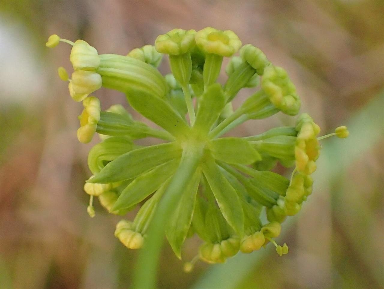 Bupleurum petraeum leaf