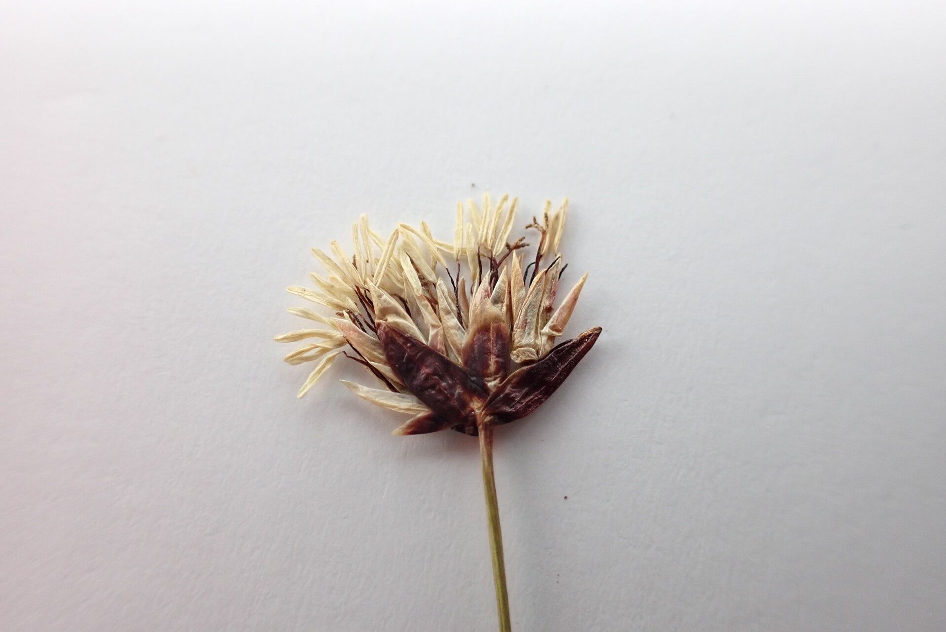 Juncus thomsonii — houseplant care guide