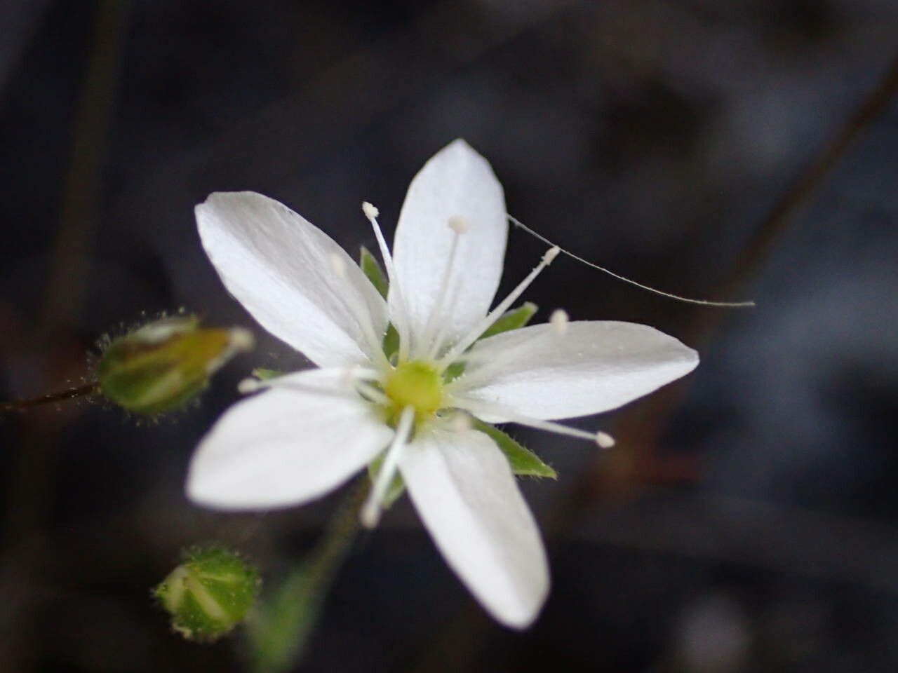 Arenaria hispida flower